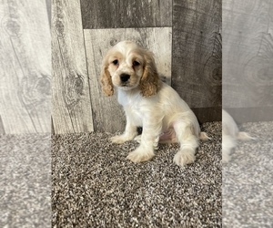 Cocker Spaniel Puppy for sale in CANOGA, NY, USA