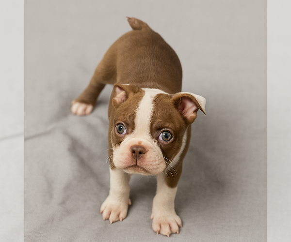Medium Photo #3 Boston Terrier Puppy For Sale in SAN ANTONIO, TX, USA