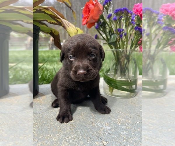 Medium Photo #6 Labrador Retriever Puppy For Sale in NEOLA, WV, USA