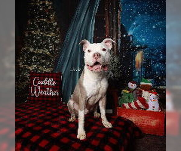 Medium Photo #4 Mutt Puppy For Sale in Alexandria, VA, USA