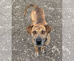 Small #17 Mutt