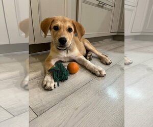 Border Collie-Unknown Mix Dogs for adoption in Salt Lake City, UT, USA