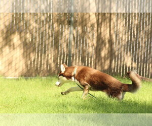 Arroz - Male Siberian Husky Dog for Adoption - Photo #2
