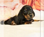 Small #2 Dachshund