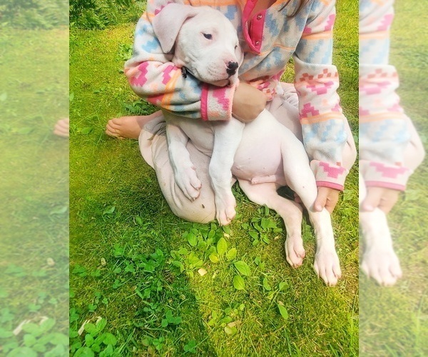 Medium Photo #7 Dogo Argentino Puppy For Sale in BELGRADE, ME, USA