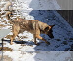Small #25 German Shepherd Dog
