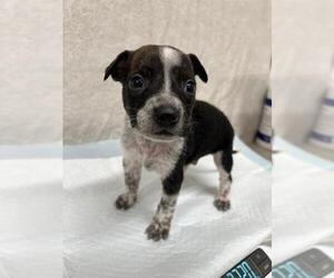 Mutt Dogs for adoption in Baytown, TX, USA