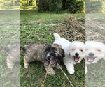 Small Photo #3 Poodle (Miniature) Puppy For Sale in STANTON, MI, USA
