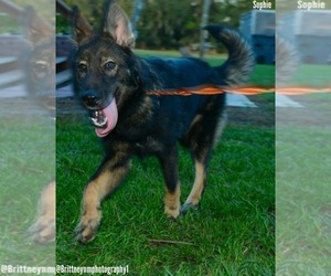 German Shepherd Dog-Siberian Husky Mix Puppy for sale in MULBERRY, FL, USA