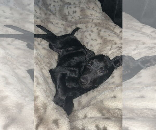 Medium Photo #2 Collie-Unknown Mix Puppy For Sale in SHERBURNE, NY, USA