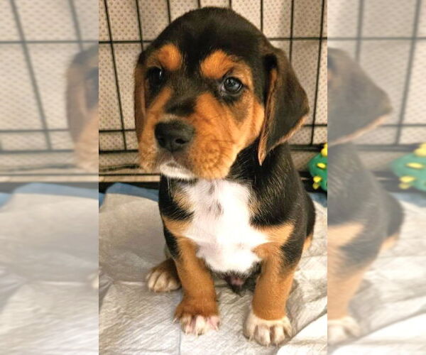 Medium Photo #1 Beagle-Unknown Mix Puppy For Sale in Dunnellon, FL, USA