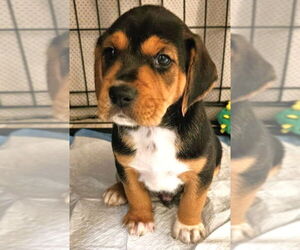 Beagle-Unknown Mix Dogs for adoption in Dunnellon, FL, USA