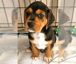 Small Beagle Mix