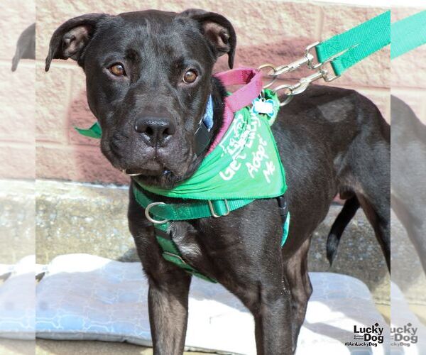 Medium Photo #11 American Pit Bull Terrier-Labrador Retriever Mix Puppy For Sale in Washington, DC, USA