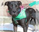 Small #10 American Pit Bull Terrier-Labrador Retriever Mix