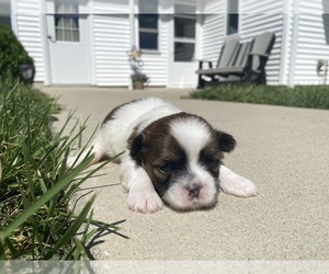 Shih Tzu Puppy for sale in ARCOLA, IL, USA