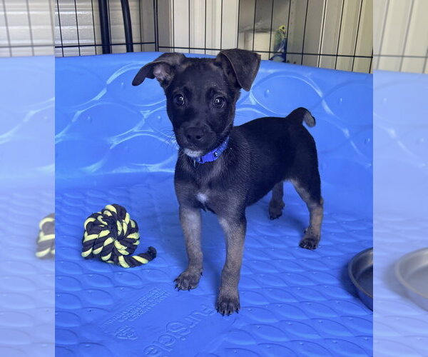 Medium Photo #2 Mutt Puppy For Sale in Imlay City, MI, USA