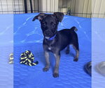 Small #1 Mutt