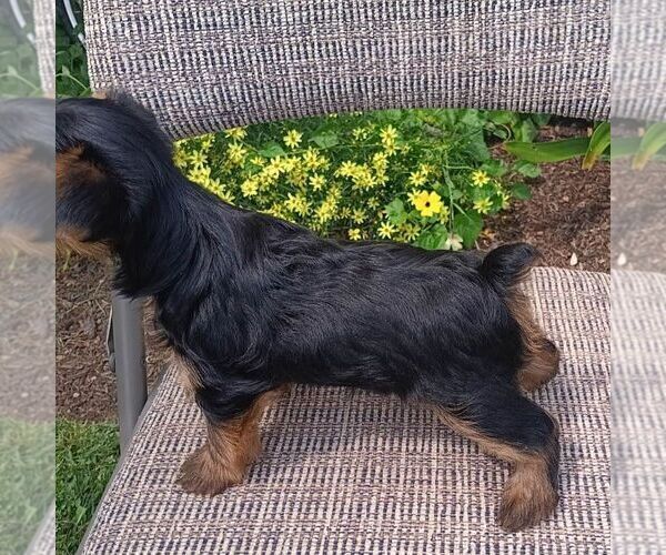Medium Photo #3 Yorkshire Terrier Puppy For Sale in ECONOMY, IN, USA