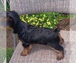 Small #2 Yorkshire Terrier