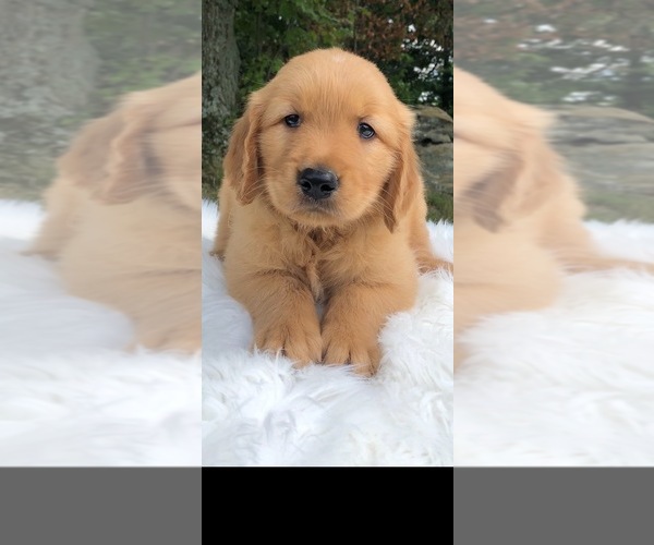 Medium Photo #1 Golden Retriever Puppy For Sale in WARWICK, RI, USA