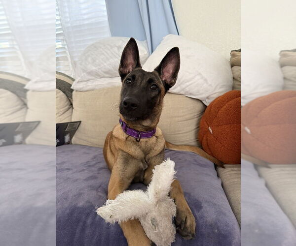 Medium Photo #6 Mutt Puppy For Sale in Imlay City, MI, USA