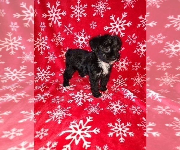 Medium Photo #13 YorkiePoo Puppy For Sale in LAPEER, MI, USA