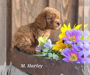 Goldendoodle (Miniature) Puppy for sale in NATHALIE, VA, USA