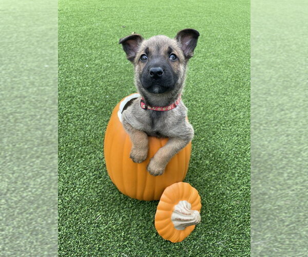 Medium Photo #1 Mutt Puppy For Sale in Imlay City, MI, USA