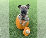 Hallowed Harvest - Cushaw - Located in Florida - Male Mutt Dog for Adoption - Small photo