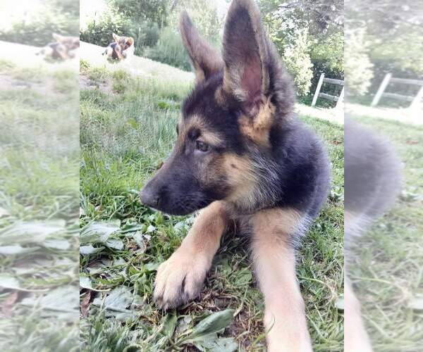 Medium Photo #4 German Shepherd Dog Puppy For Sale in FRANKLINVILLE, NY, USA