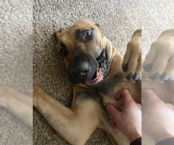 Medium Photo #6 Fila Brasileiro-Great Dane Mix Puppy For Sale in Jasper, AL, USA