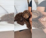 Puppy Curly Labradoodle