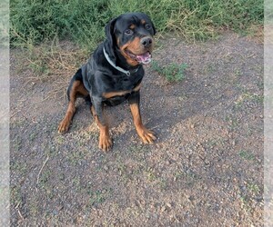 Rottweiler Puppy for sale in SHOW LOW, AZ, USA