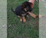 Small Photo #4 German Shepherd Dog Puppy For Sale in PLYMOUTH, NH, USA