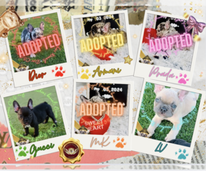 French Bulldog Litter for sale in ATHENS, GA, USA