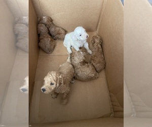 Poodle (Miniature) Puppy for sale in NORCO, CA, USA