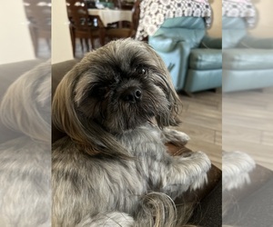 Father of the Shih Tzu puppies born on 11/24/2024