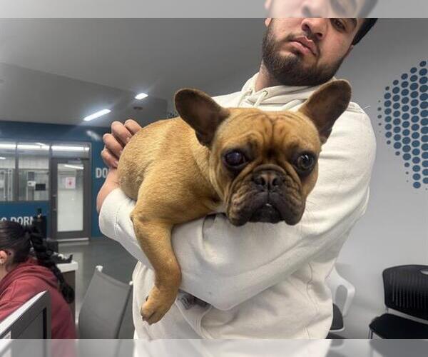 Medium Photo #1 French Bulldog Puppy For Sale in San Martin, CA, USA