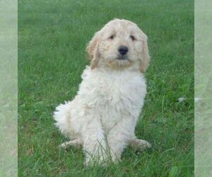 Goldendoodle-Poodle (Standard) Mix Puppy for sale in THORP, WI, USA