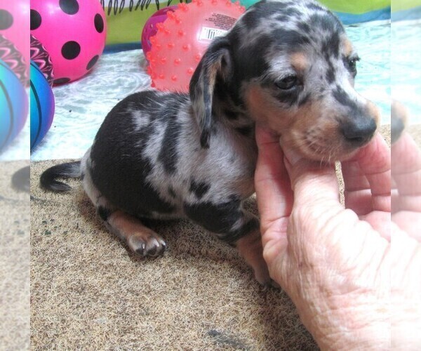Medium Photo #2 Dachshund Puppy For Sale in RATTAN, OK, USA