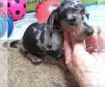 Small #1 Dachshund