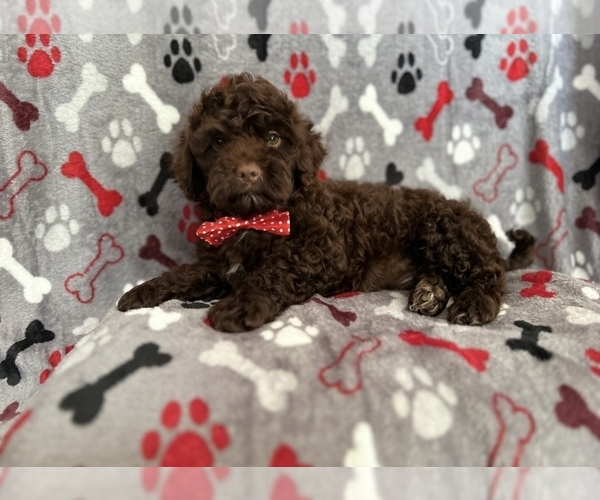 Medium Photo #1 ShihPoo Puppy For Sale in LAKELAND, FL, USA