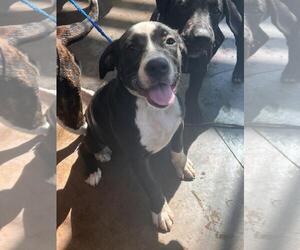 Catahoula Leopard Dog-Labrador Retriever Mix Dogs for adoption in Lacombe, LA, USA