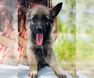 German Shepherd Dog Puppy for sale in HARTVILLE, MO, USA