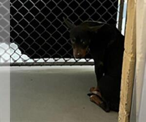 American Pit Bull Terrier Dogs for adoption in Tulsa, OK, USA