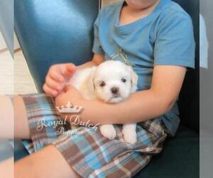 Zuchon Puppy for sale in LE MARS, IA, USA