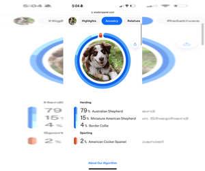 Father of the Australian Shepherd puppies born on 02/25/2026