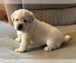Small Photo #5 Labrador Retriever Puppy For Sale in Tekonsha, MI, USA
