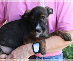 Small Photo #3 Mutt Puppy For Sale in Prattville, AL, USA